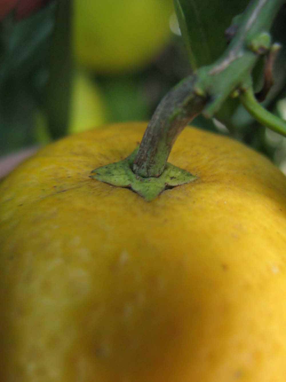              Fruit (Winter Haven, FL)       